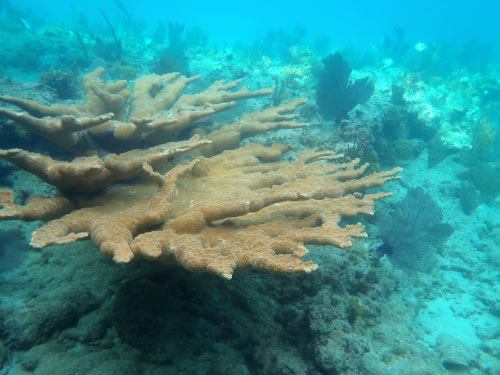 Bahamas underwater