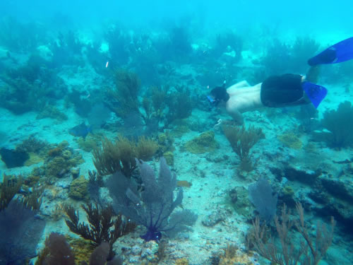 Bahamas diving