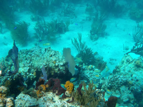 Bahamas under water view