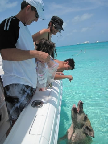 Swimming pigs in the Exumas