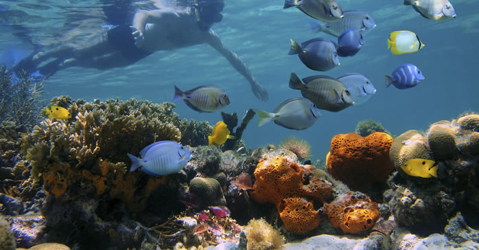 snorkelling